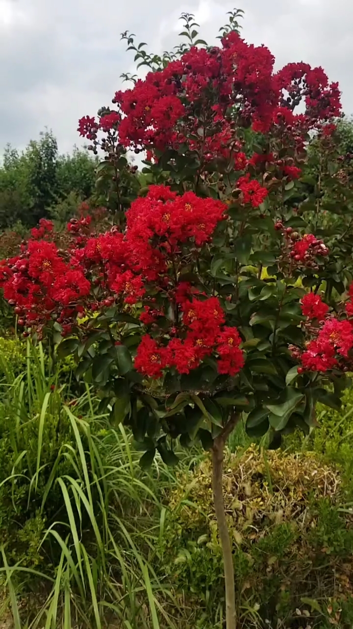 红花紫薇红红火火,花期长达120天,耐寒耐旱南北方都可以栽植