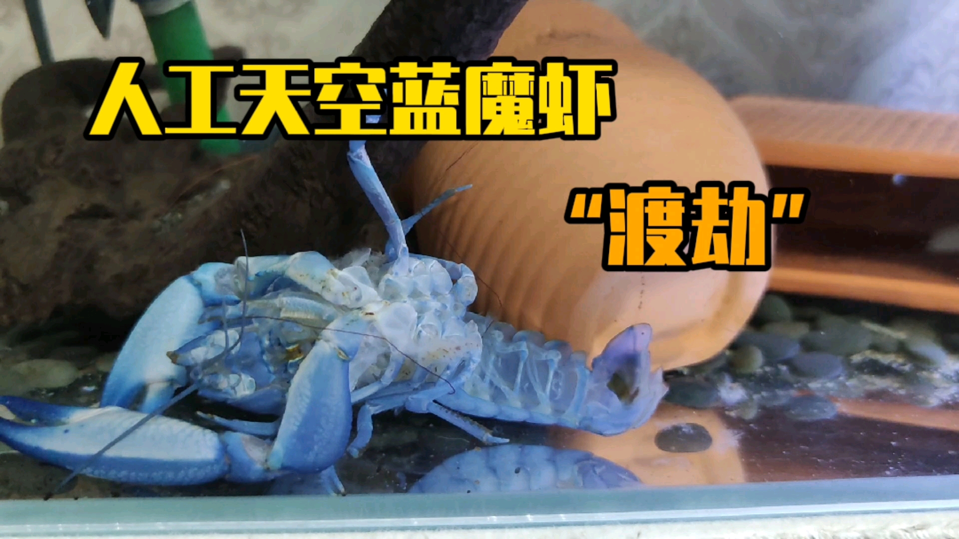 神宠来袭养了三年的人工天空蓝魔虾渡劫成功真的帅炸了