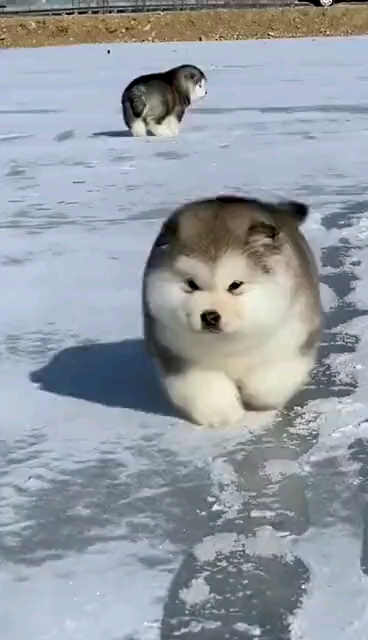 萌宠成长记阿拉斯加毛毛虫这也太可爱了吧