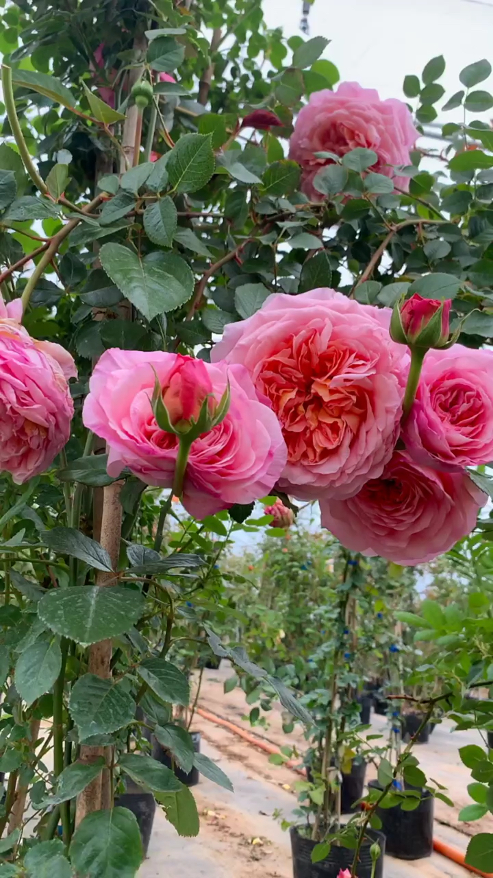 爬藤月季亚伯大花浓香型多季节开花-度小视