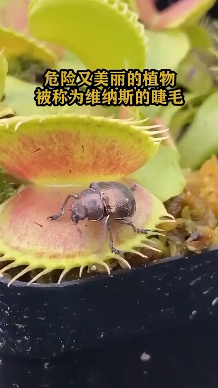 奇闻趣事抢先看世界危险又美丽的植物被称为维纳斯的睫毛