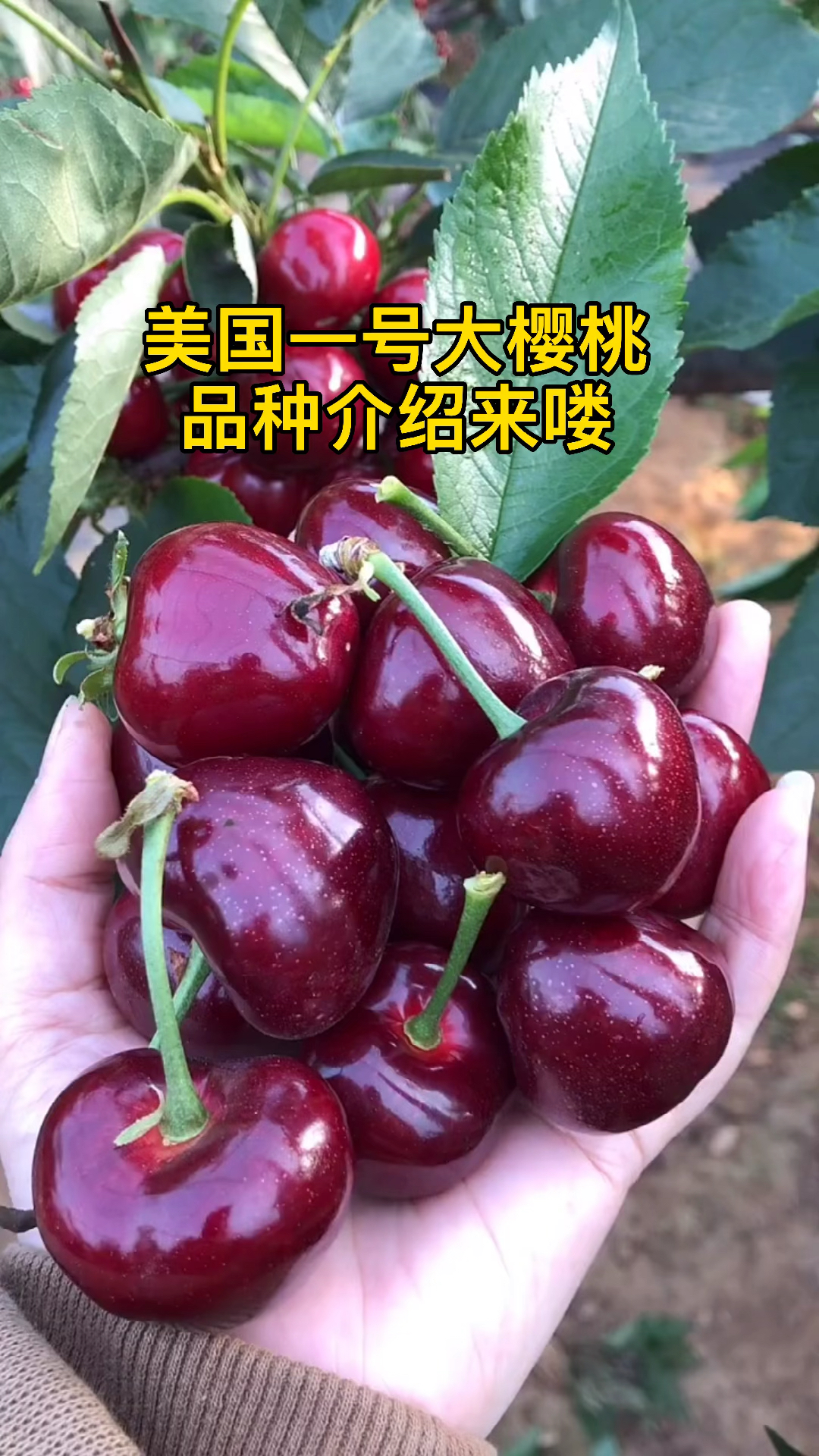 美国一号大樱桃品种介绍中早熟品种口感脆甜单果重18克适应南北方种植