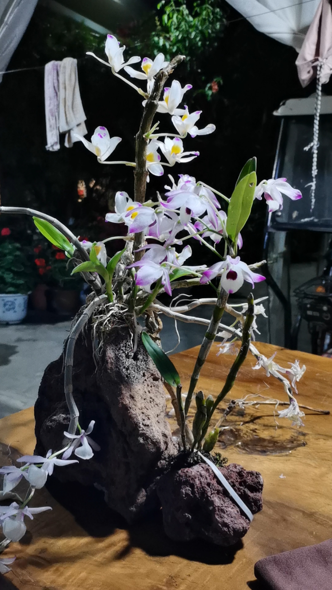 石斛记#金钗石斛,大苞鞘石斛,报春石斛都开花了,各有各的美