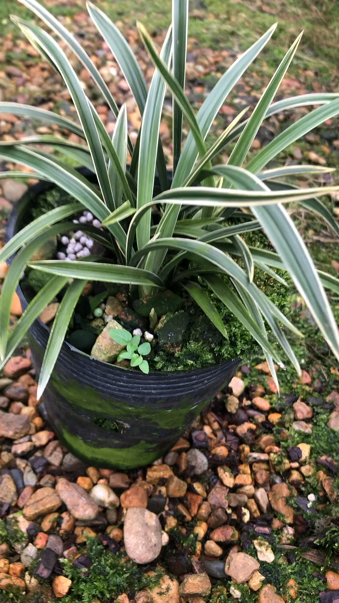 兰花种植雪山天草春兰花艺双全