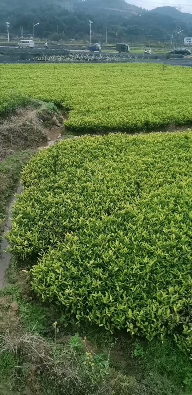 金冠茶#金冠茶——福建茶苗新品种-度小视