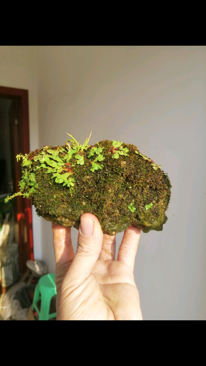 记录生活#吸水石苔藓小景观