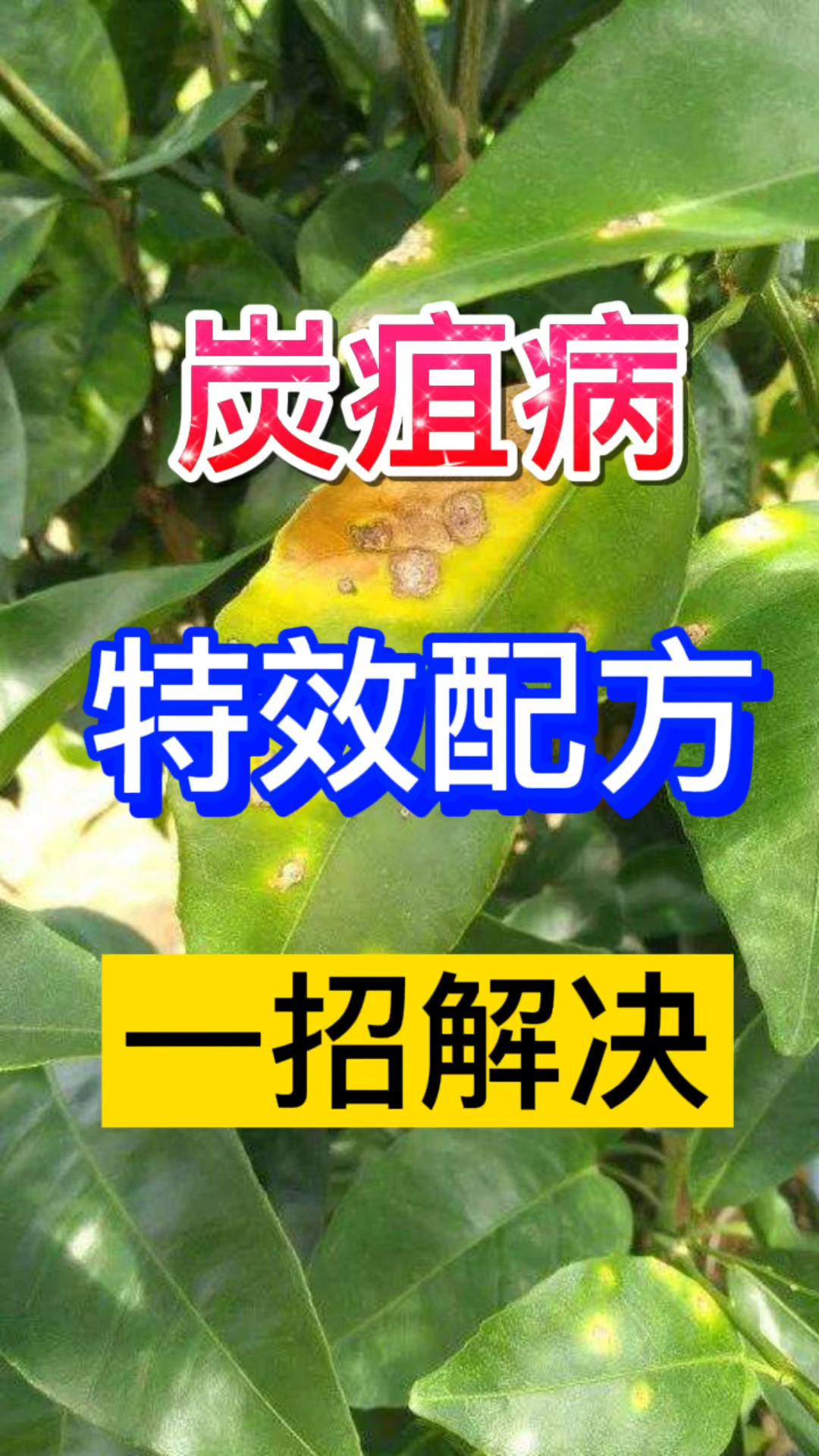 農業種植炭疽病特效配方來了一打一個準