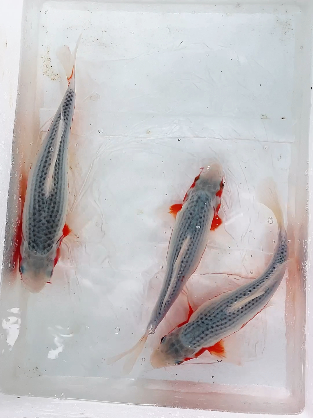 锦鲤#浅黄锦鲤鱼,川绯非常漂亮