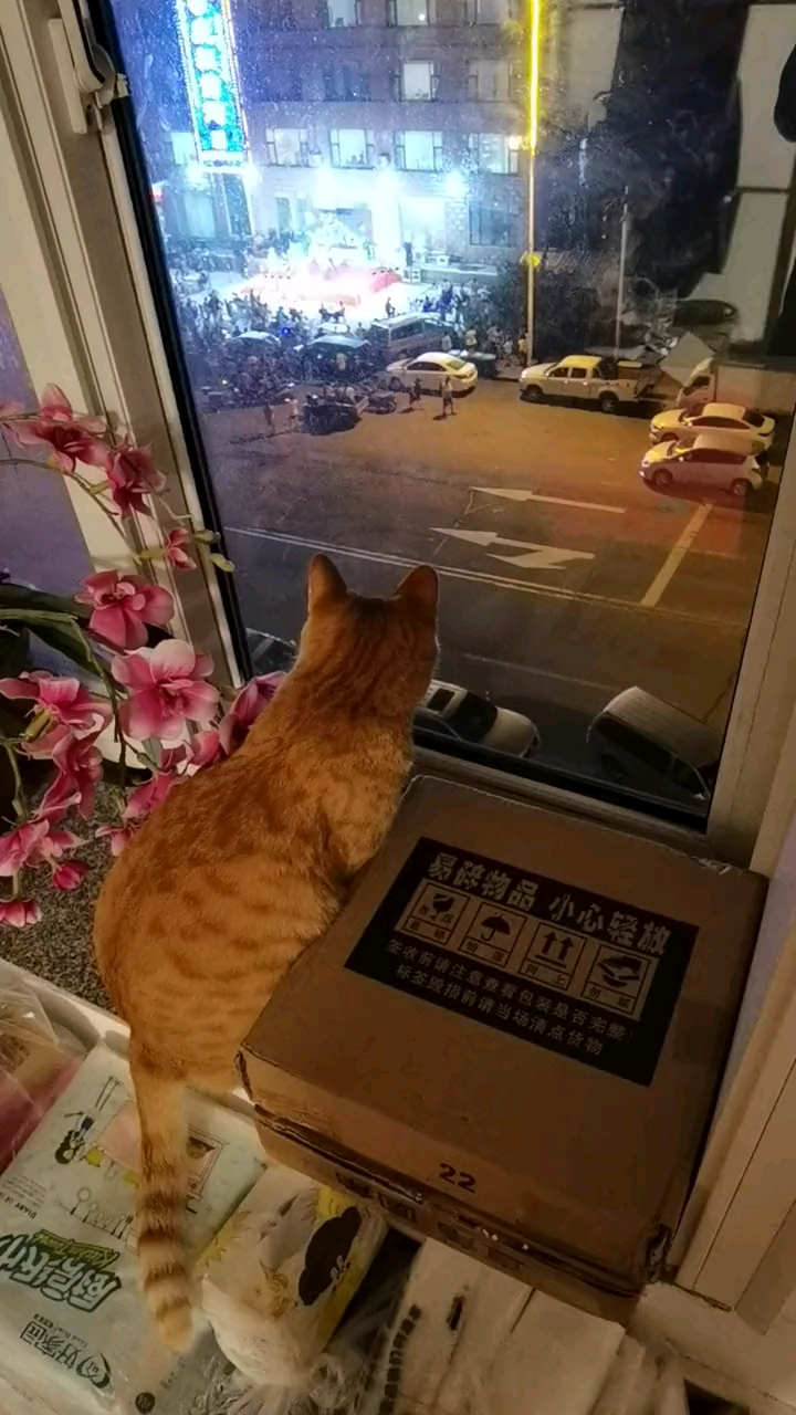 爱看热闹的猫咪