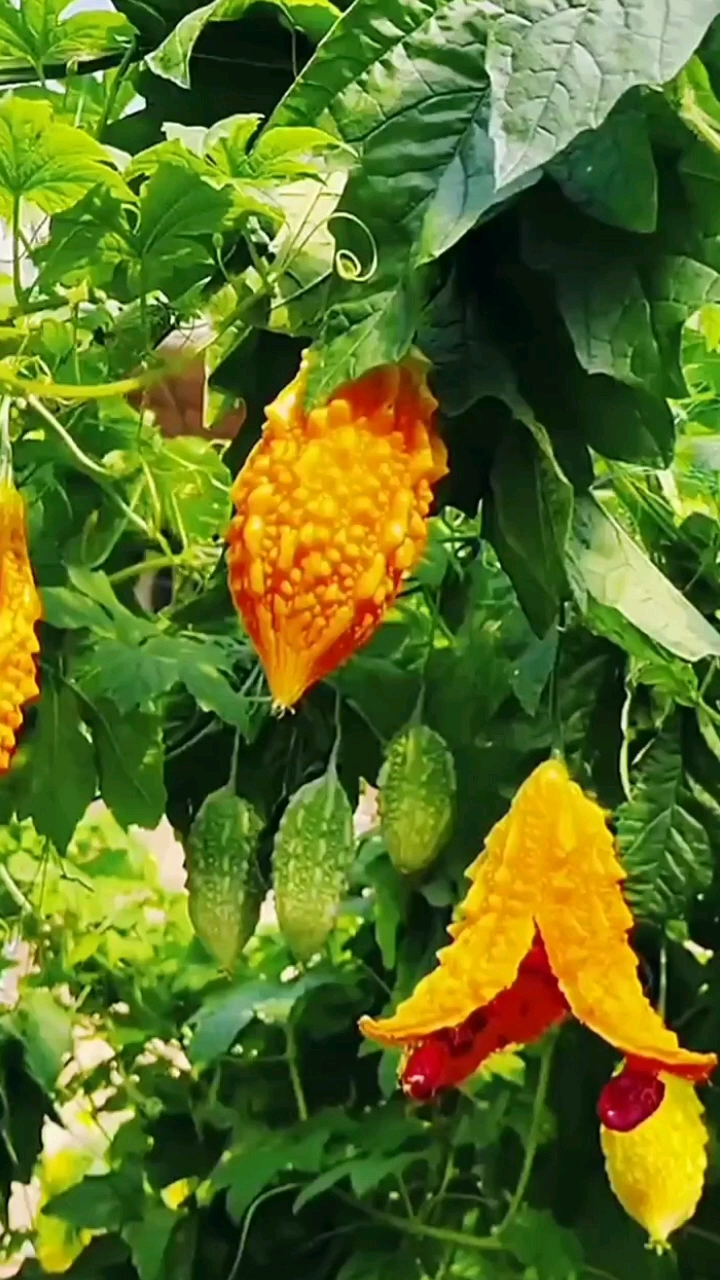 优质农产品#小癞瓜金铃子赖葡萄黄金小苦瓜.-度小视