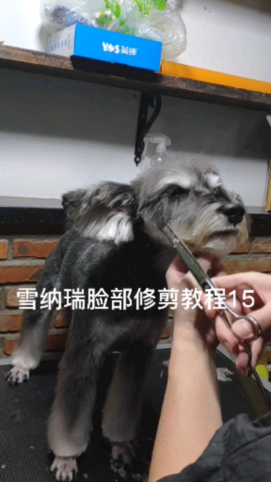 雪纳瑞#雪纳瑞脸部修剪教程15