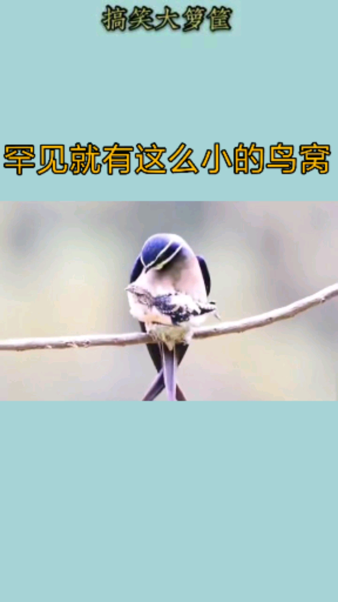 搞笑视频#这么小的鸟窝再有一个孩子没地方了,少见的鸟窝