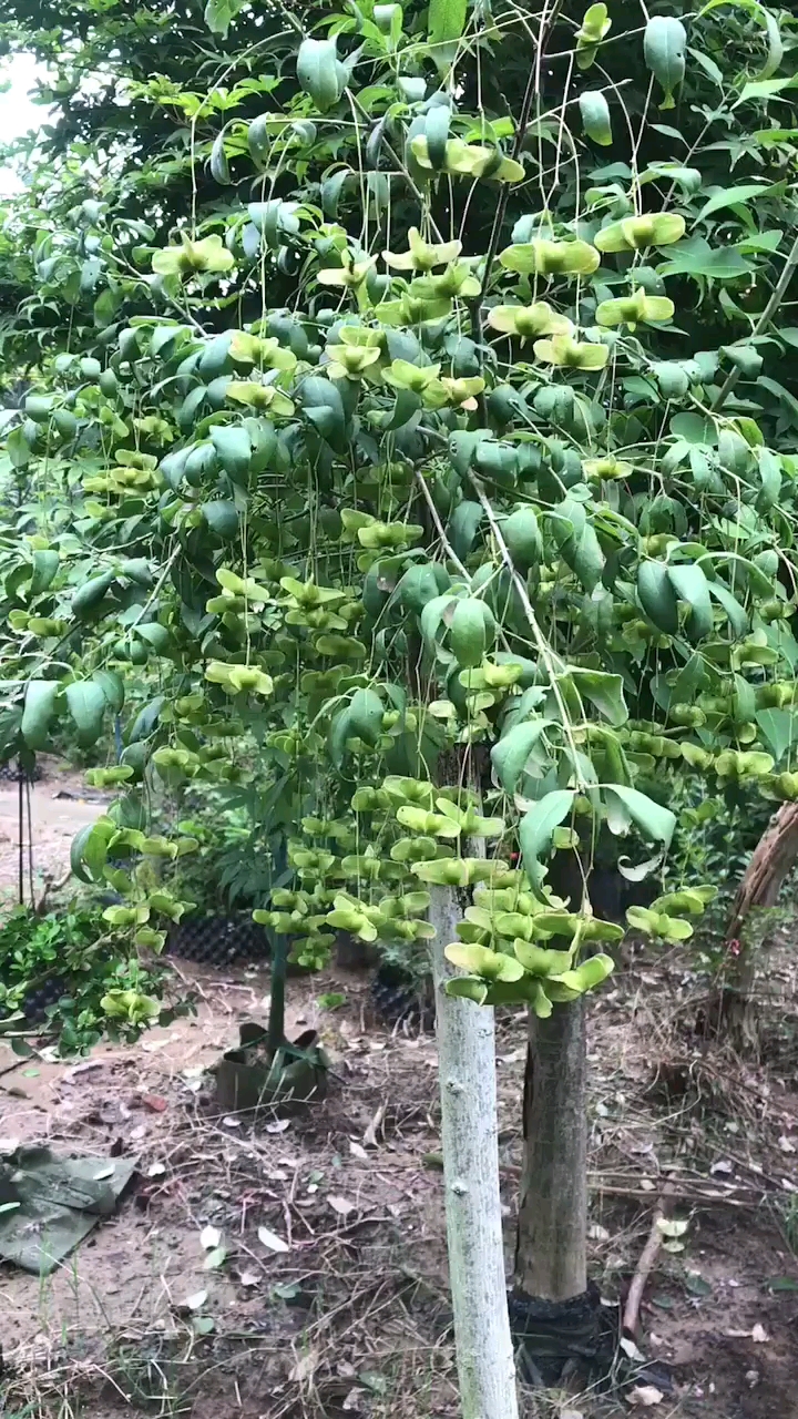 金丝吊蝴蝶又称摇钱树耐寒耐旱南北方都可以栽植天气越冷果实越红