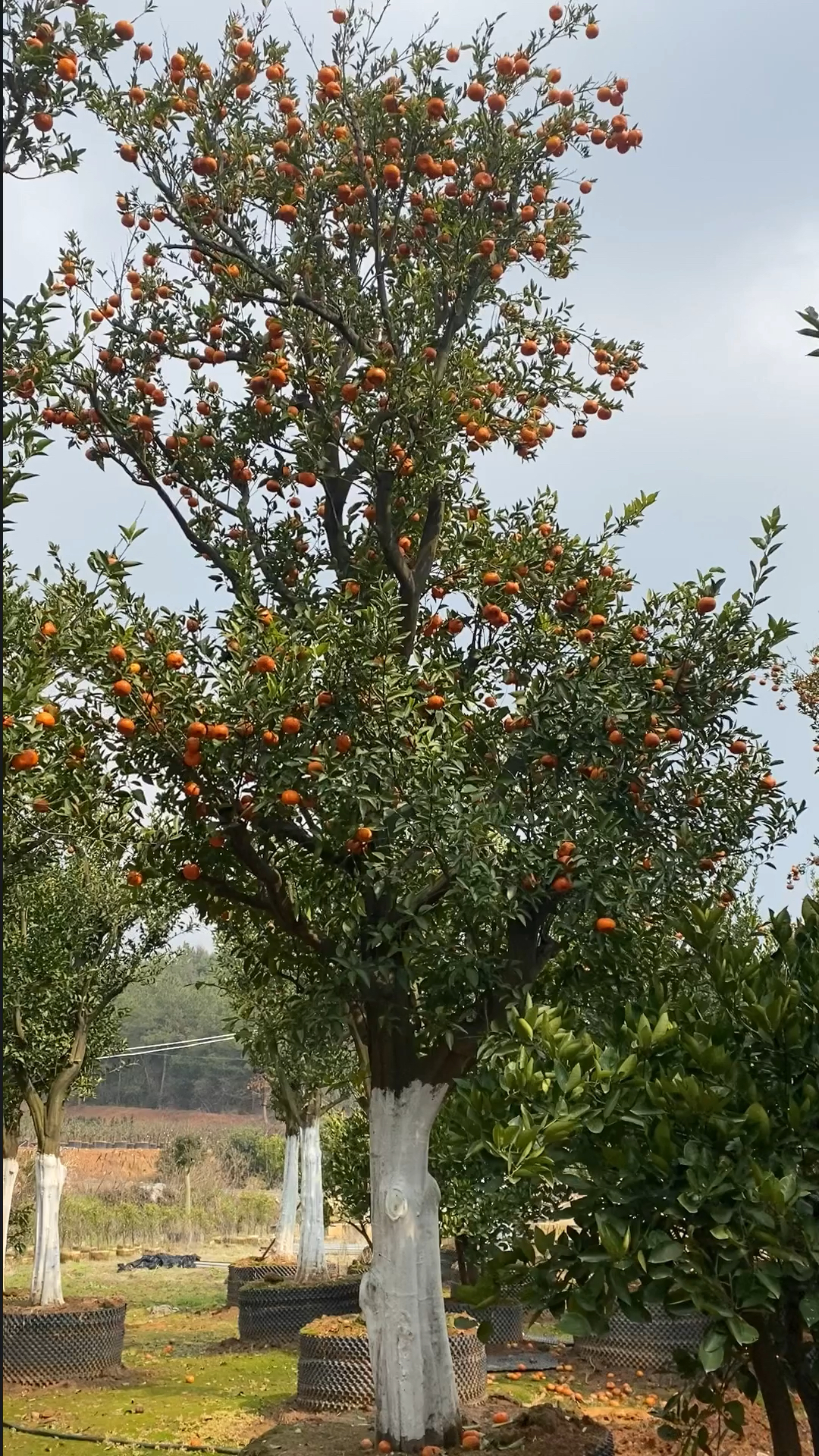 硕果累累红桔