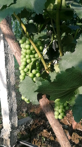 秦岭山脚下原生态户太8号葡萄正在吸收日月精华,山地灵气,将它的甘甜