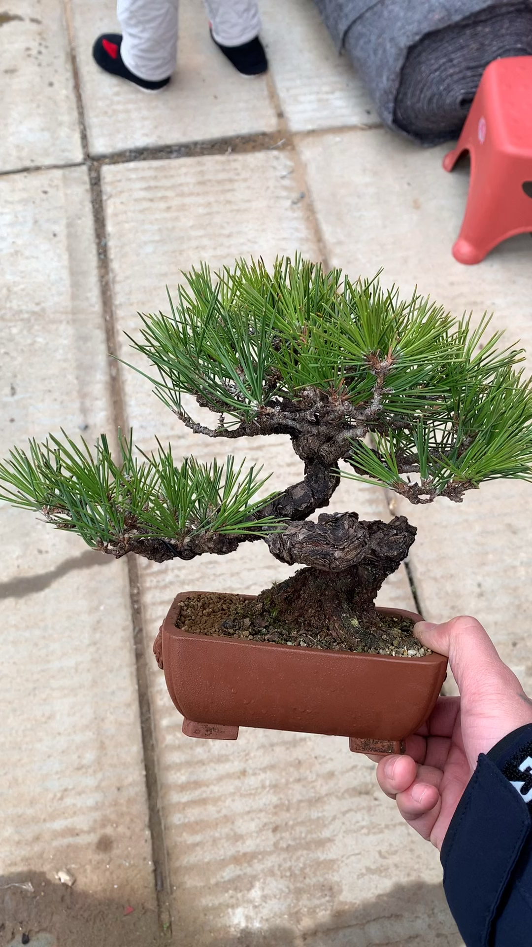 小品三河黑松盆景