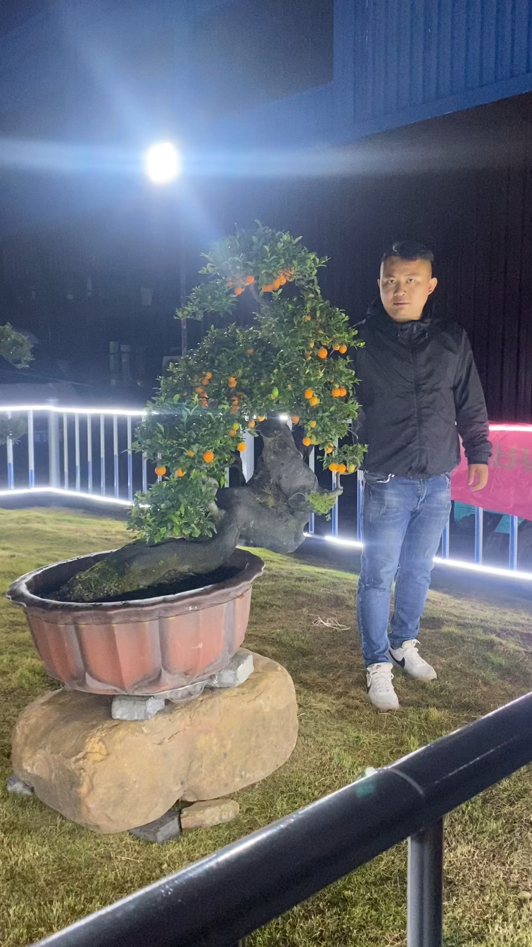 金弹子盆景#邻水式牛头坨坨桩-度小视
