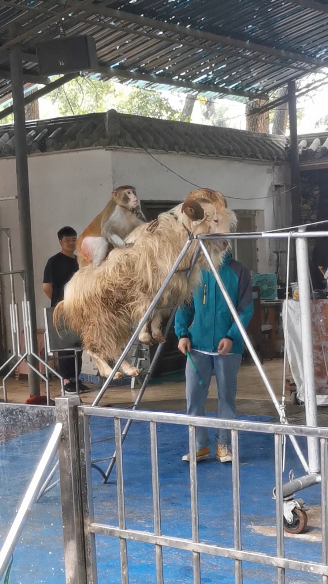 五一出游记#山羊爬楼梯走钢丝表演