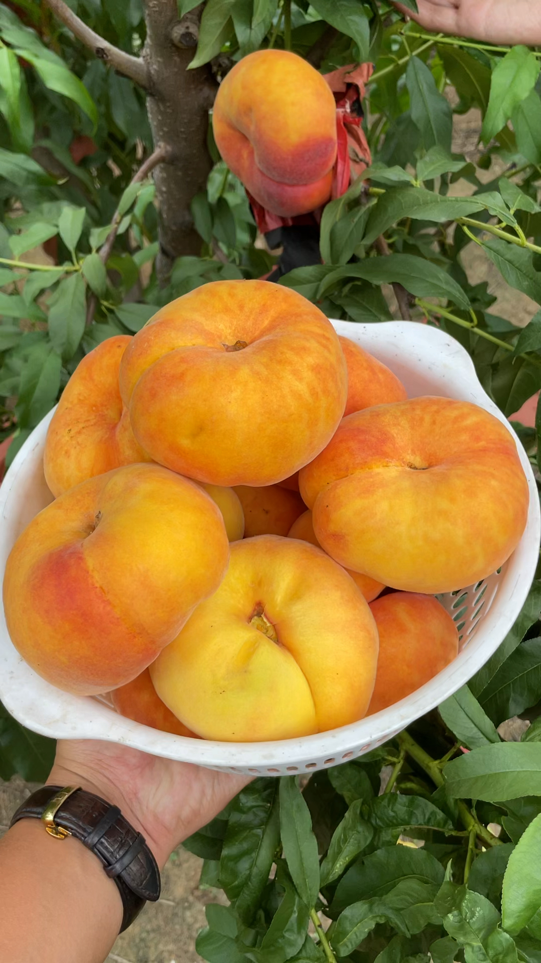 中晚熟黄肉毛蟠桃八月成熟大果形500克挂树期20天糖度20以上黄肉不裂