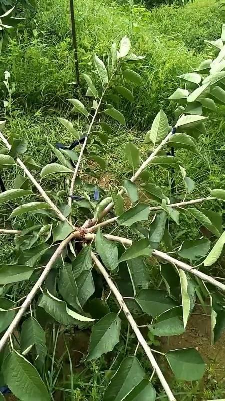 桃树拉枝不留枝干行不行?大家给你建议-度小视