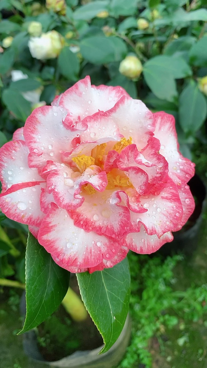 超级贝蒂茶花开品鉴赏!