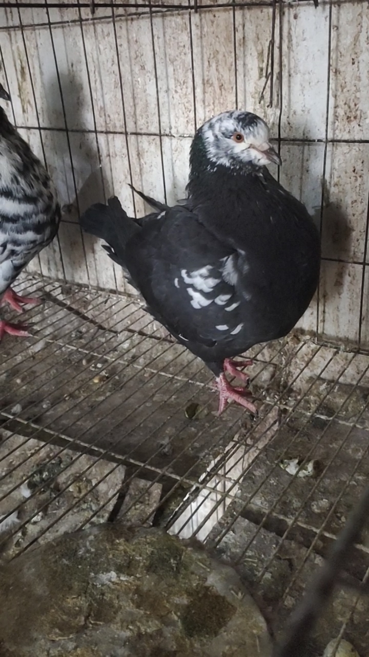 鸽子#大体元宝公斤鸽,适应南方北方气候养殖