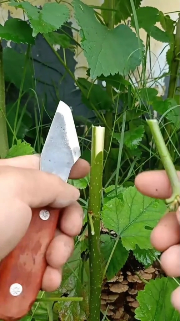 嫁接技术桑树嫁接小技巧成活率极高很多人都看不懂