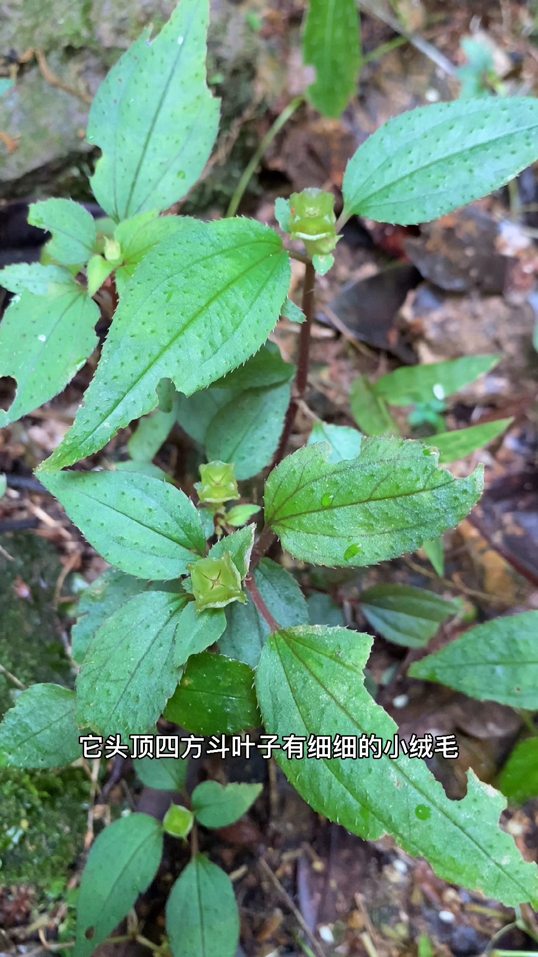 风柜斗草又叫风谷草今天采回来煮茶给我的小心肝味道酸酸的你们喝过吗