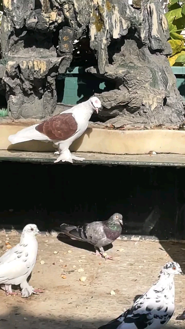 翻翻鸽家飞神奇新疆翻翻鸽子