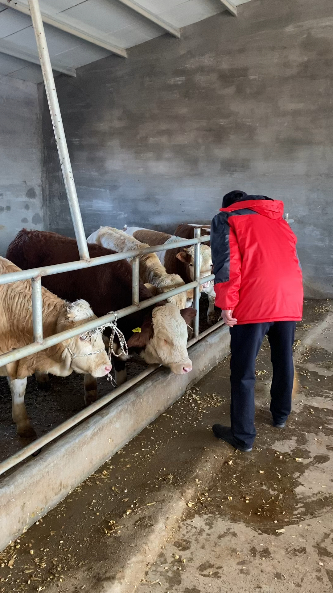 养牛第一部,健康牛改良西门塔尔