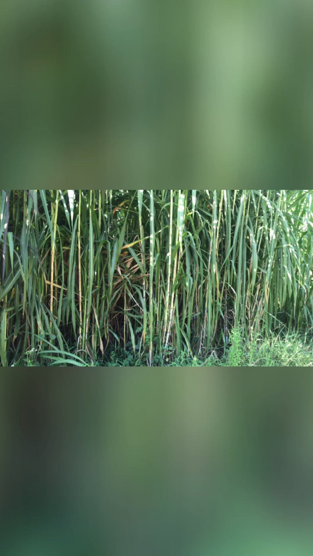 军粮一号这些牧草品种牛羊喜欢吃产量又高适口性非常好