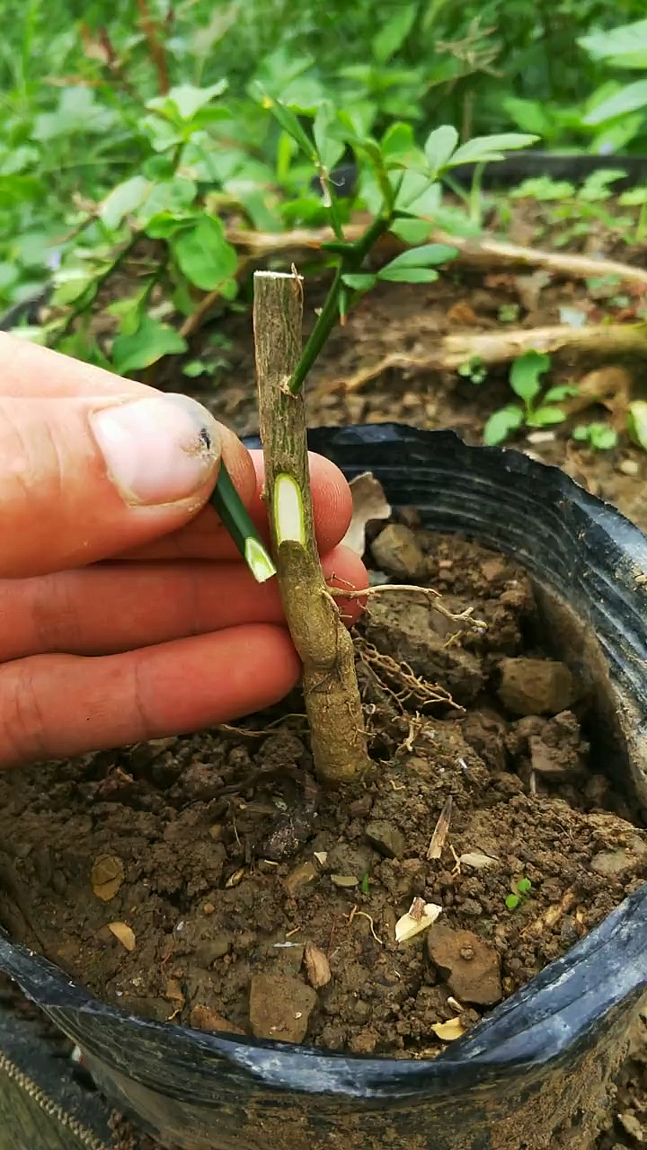 桃树的适宜嫁接时间春季最佳时间为三月中旬秋季于九月上中旬为好过早
