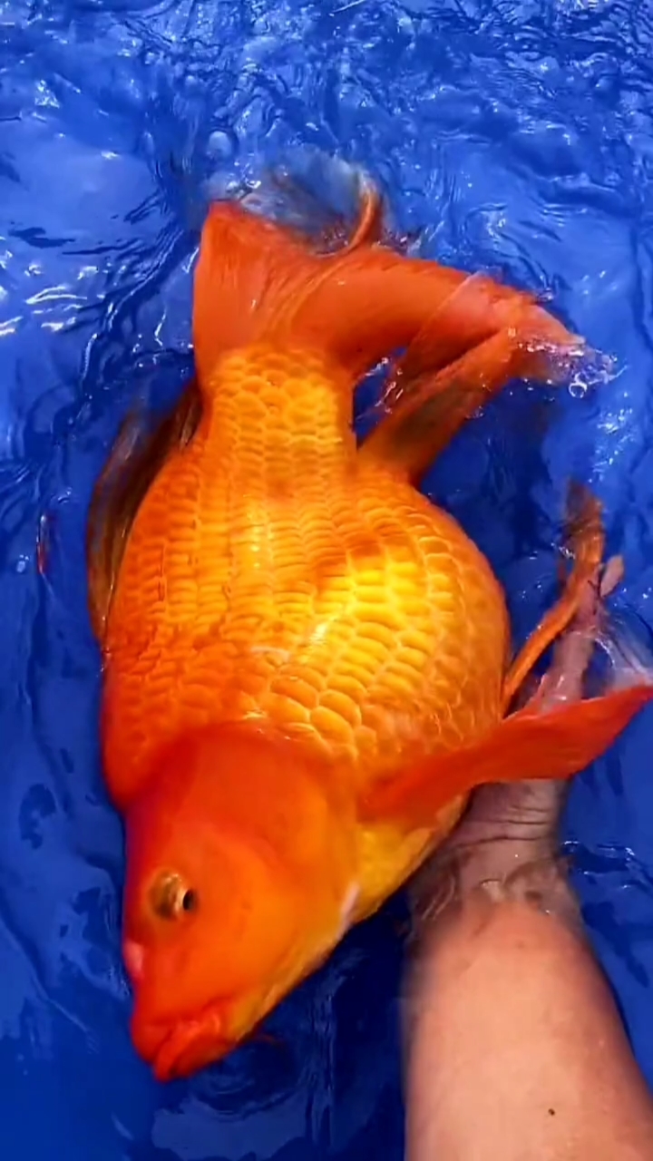 展示精品独特优质观赏红蝴蝶鲤-度小视