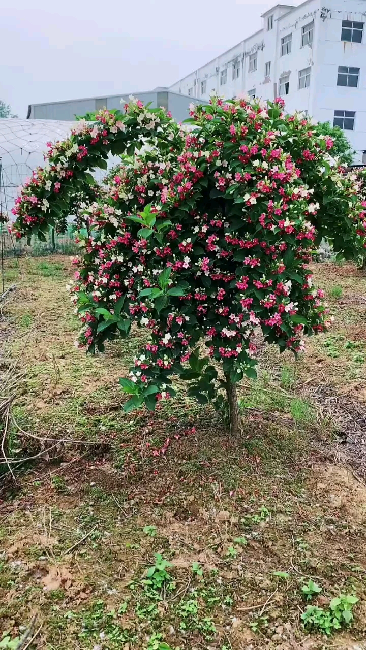 五彩锦带寓意前程似锦开花彩色,耐寒耐旱南北方都可以栽植