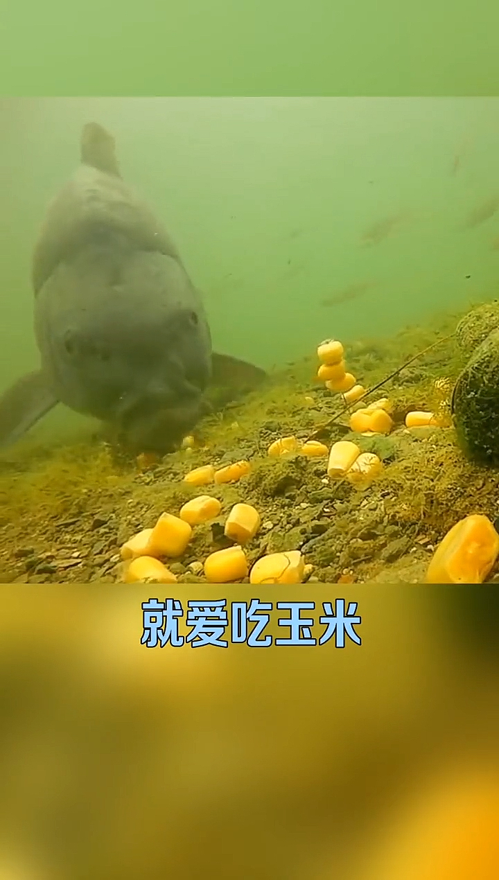 钓鱼小知识鱼儿水下吃饵全过程