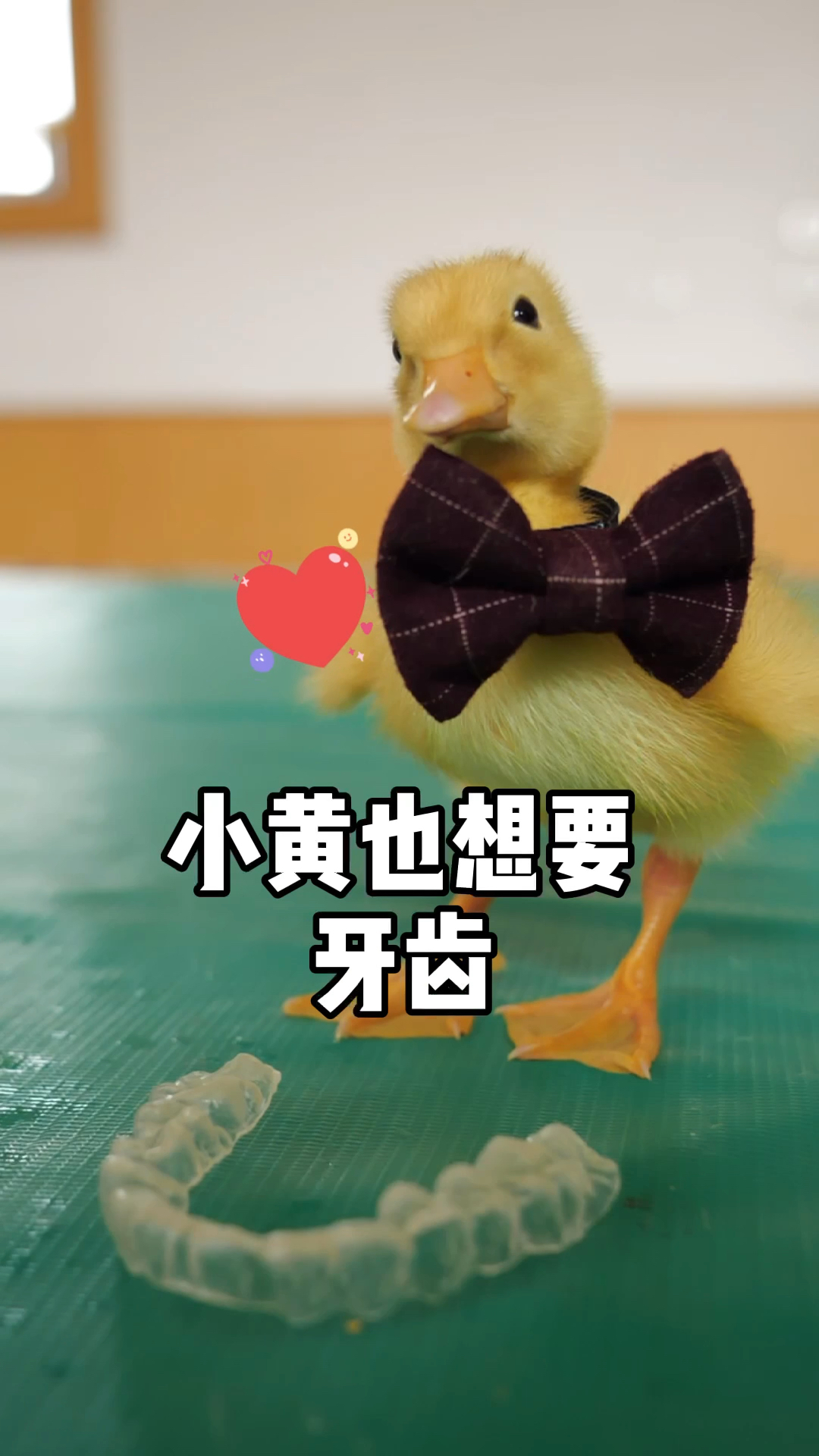 我家萌宠成精了#小黄看什么都新鲜,没有牙齿,还想戴姐姐的牙套,小