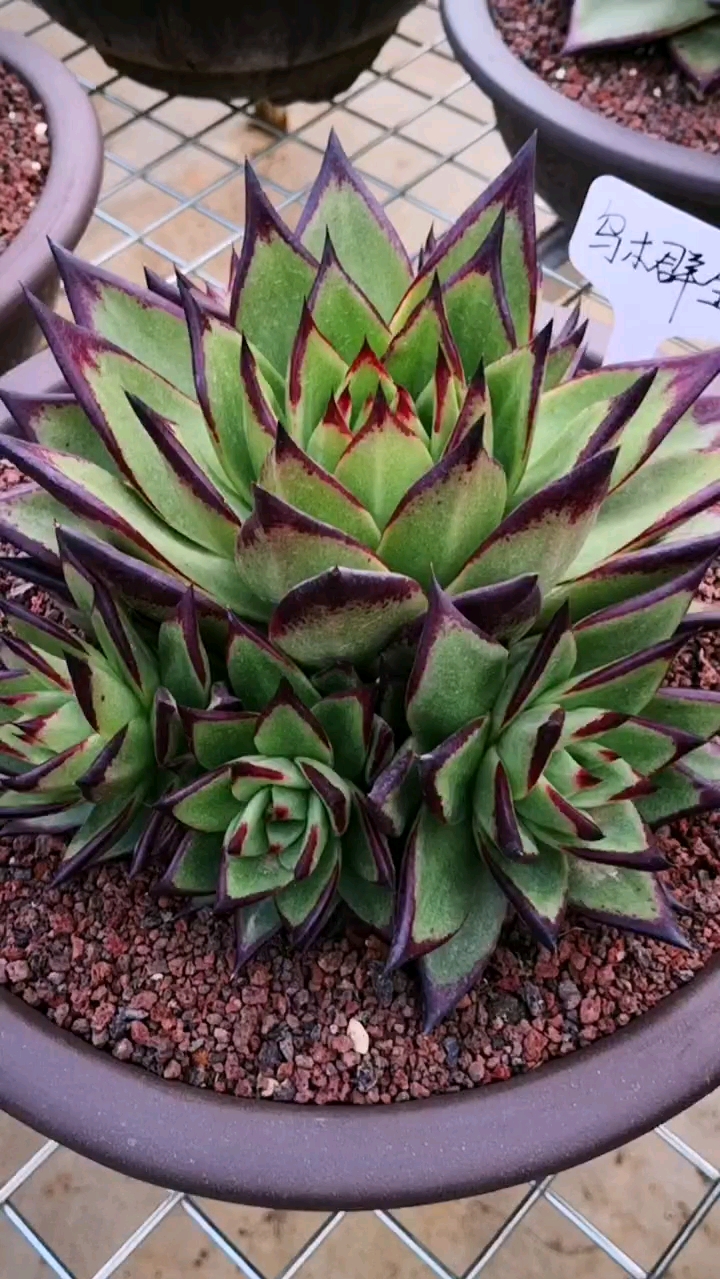 多肉植物#乌木自然群生老桩的美了解一下,再黑一点更霸气!-度小视