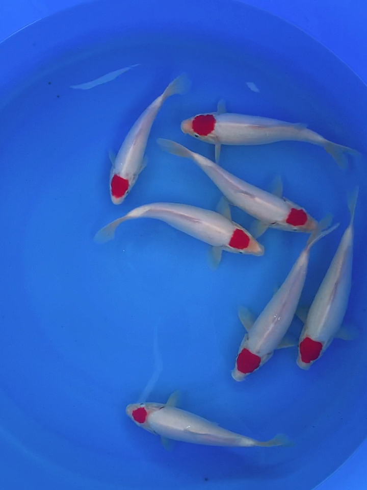 锦鲤很漂亮的丹顶大正三色锦鲤