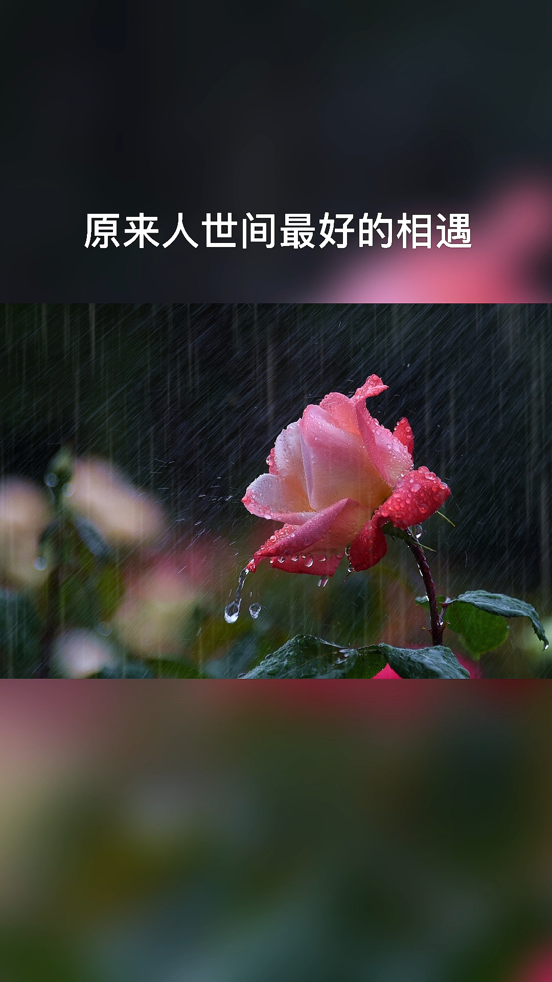 扎心情感语录#最好的感情不是朝夕相处,而是默默相伴.