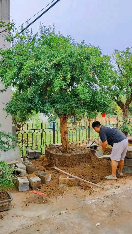 庭院景观#大冠幅造型石榴树移栽新家,枝叶旺盛冠幅饱满,石榴多籽寓意