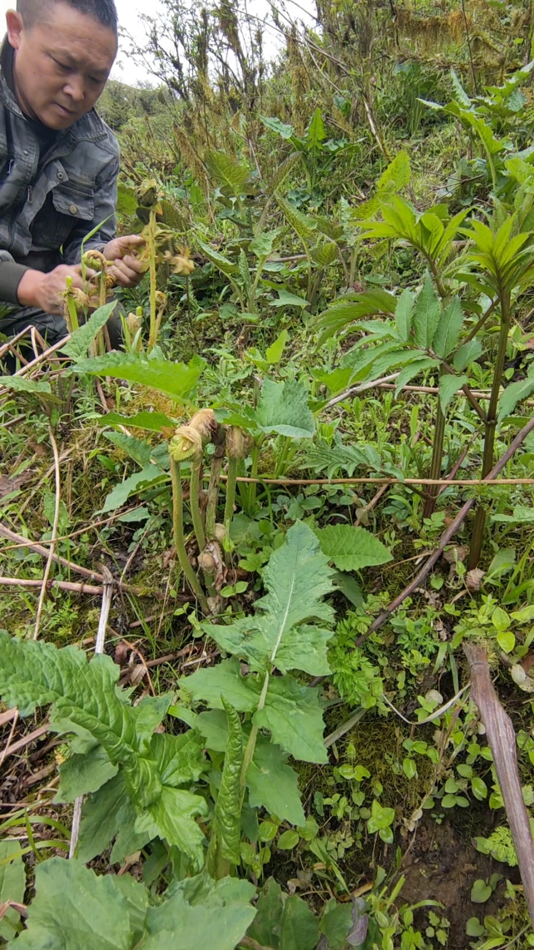 #记录生活#大山里的微菜你吃过吗-度小视