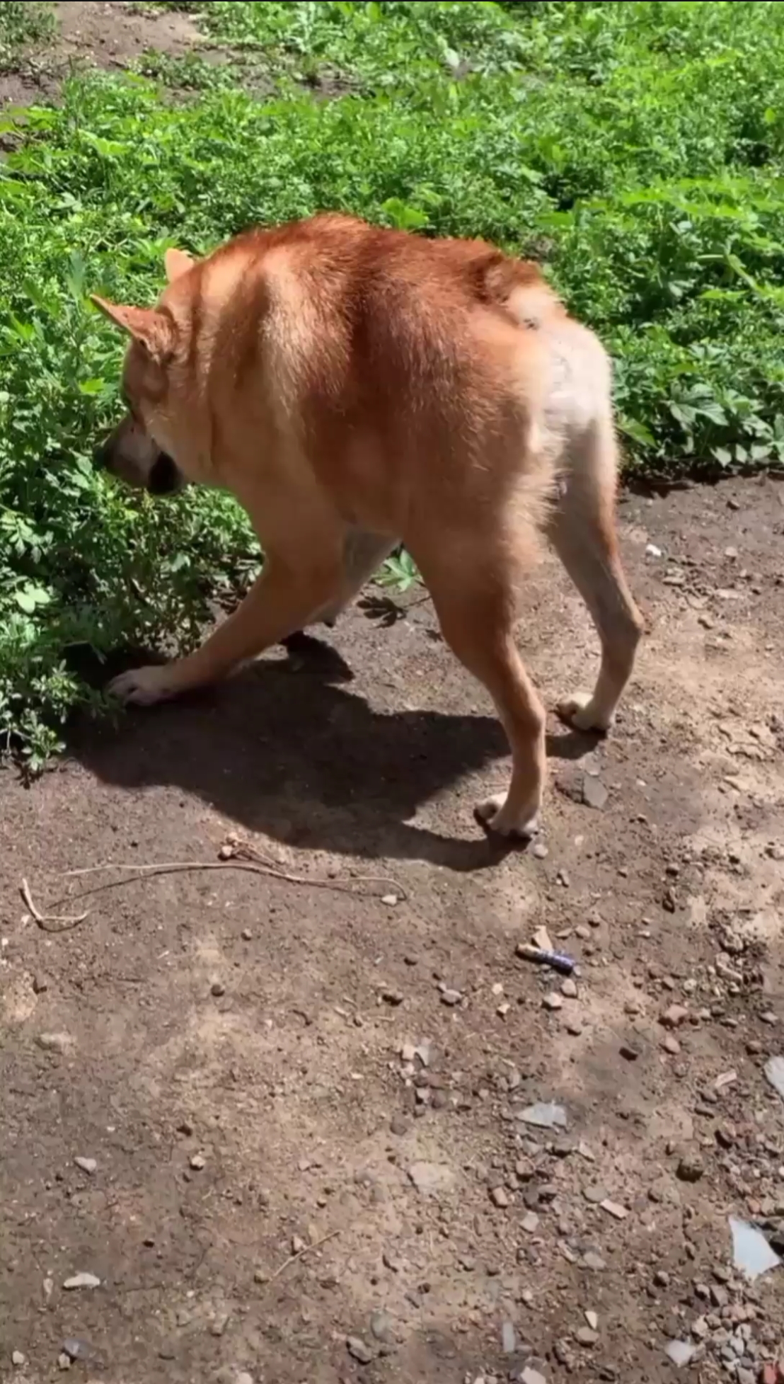 卡西莫多家有恶犬活人勿进