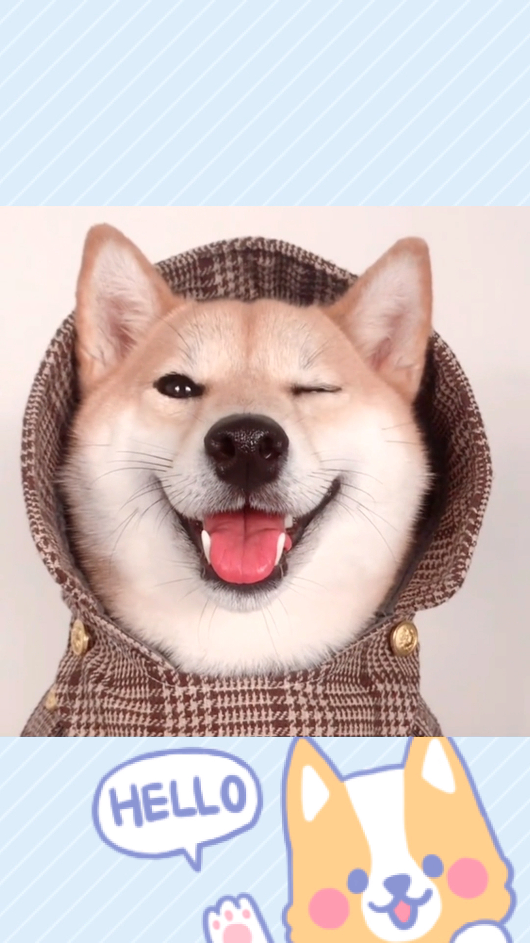 接受来自柴犬的wink