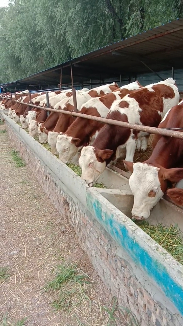 肉牛养殖#50头西门塔尔纯种六白牛紫红花大白头喜欢养牛的朋友点个