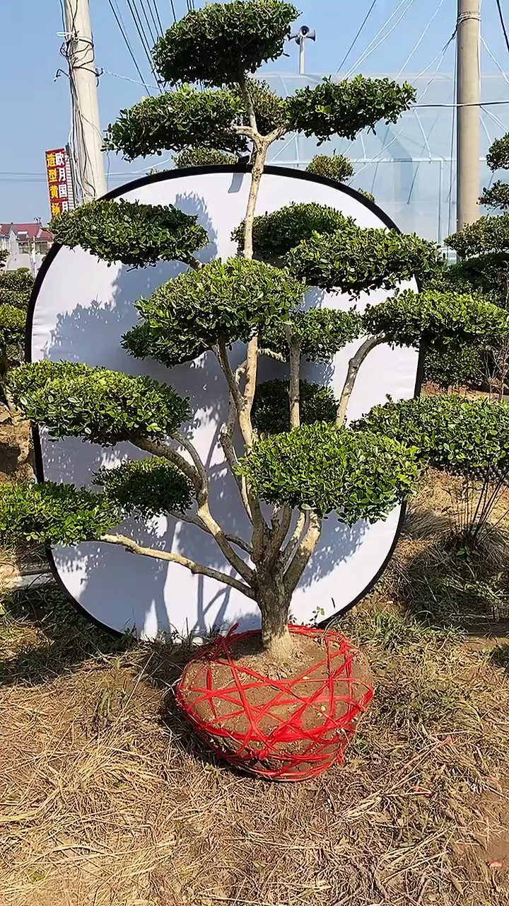 瓜子黄杨造型树#瓜子黄杨造型树,四季常青不落叶,家有黄杨世代读汉