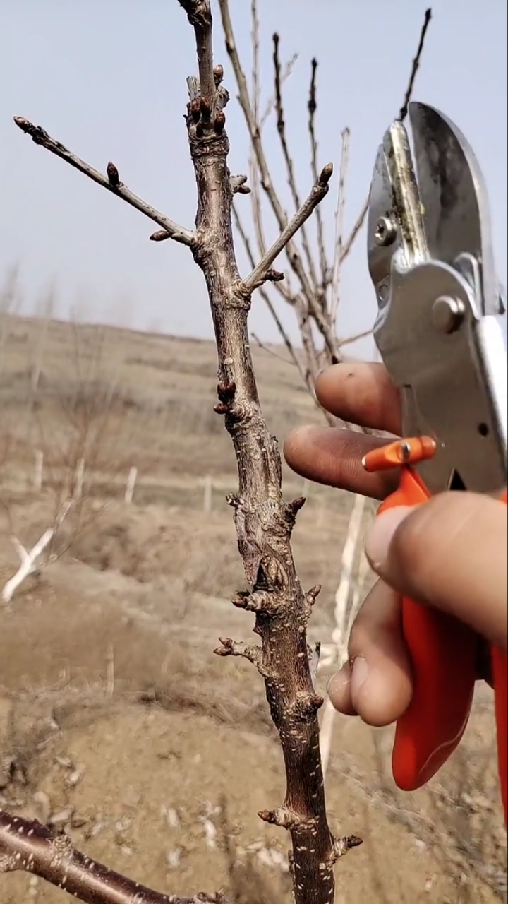 果树修剪#背上枝果树的修剪