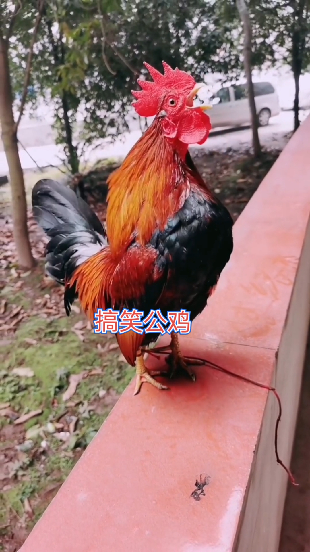 你喜欢的样子我都有#全村最逗的公鸡,这也太搞笑了把!