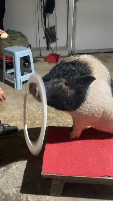 搞笑视频#动物世界小香猪这嘴摇呼啦圈怎么样