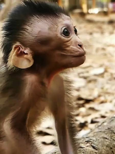 小猴子瞪眼撅嘴从小会厉害长大了不得