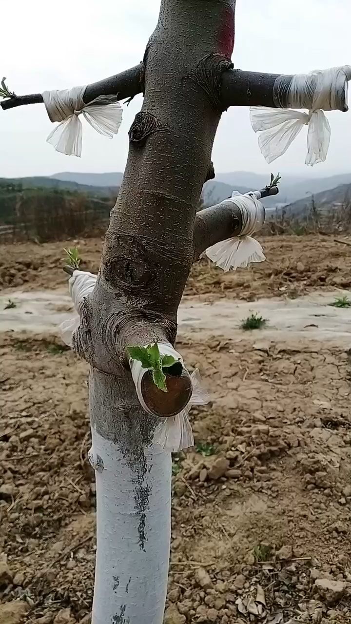 苹果树改良嫁接的新品种,高接换头嫁接技术